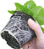 Primula vulgaris, produziert in 65% Torf, zeigte zum Vermarktungsbeginn eine sehr gute Durchwurzelung.