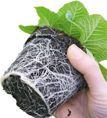  Primula vulgaris, produziert in 65% Torf, zeigte zum Vermarktungsbeginn eine sehr gute Durchwurzelung. 