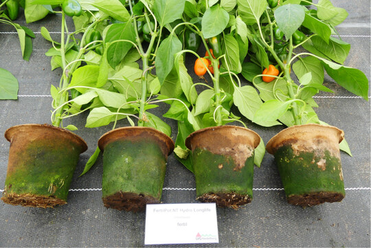 Veralgte Tpfe des FertilPot NT Hydro Longlife