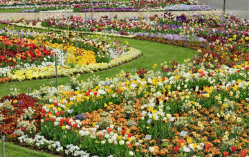  Im Frhjahr wuchsen straff wachsende Blumenzwiebeln in farblich unterschiedlichen Mischungen mit verschiedenen Bltenformen auf den 40 bis 80 cm breiten Bndern. 