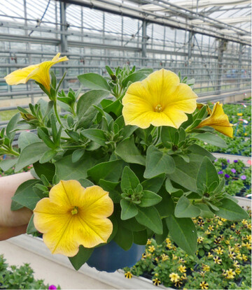 × Petchoa ‘Yellow Sun’ (Sakata Ornamentals):Sehr schner, kompakter Aufbau im Topf, Top-Performance im Kbel mit sehr guter Leuchtkraft