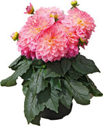 Dalitza Big Candy Anfang Juni