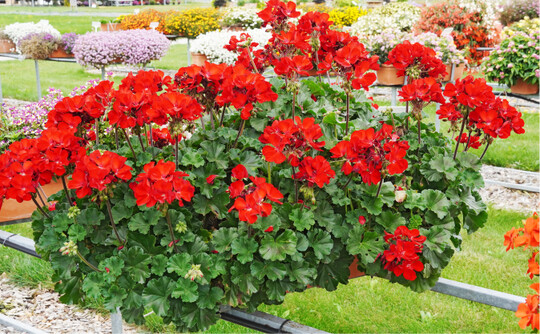 Pelargonium Cultivars ‘TWOinONE Scarlett Kiss’