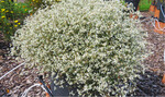 Euphorbia hypericifolia ‘Loreen Compact White ’21’ (KW 30)