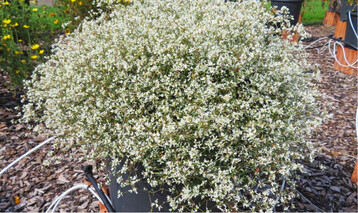  Euphorbia hypericifolia Loreen Compact White 21 (KW 30) 