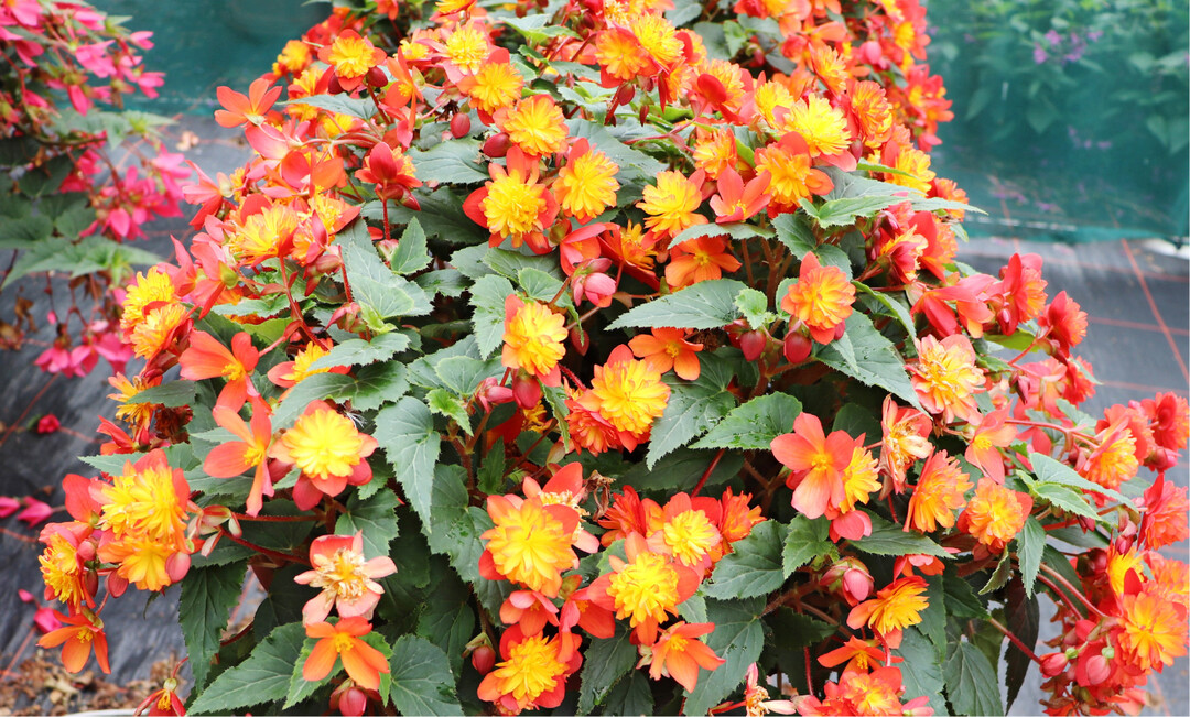 Begonia boliviensis RiseUp Harlequin (Begonien Rieger) am 4. August 2021