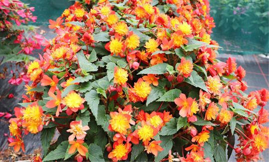 Begonia boliviensis ‘RiseUp Harlequin’ (Begonien Rieger) am 4. August 2021