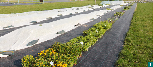 Schnittblumenquartier am 3. April 2019: Im Vordergrund die Kontrolle, daneben die Beete mit flacher 30-g-Vliesauflage ab Dezember, ab Mrz und mit dem leichteren 19-g-Vlies, im Hintergrund die Beete mit niedrigen Lochfolientunneln und mit flacher Doppelauflage.