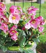 Lulu, kompakt wachsend, reichblühend, mit Blüten von 9 cm Durchmesser, verdiente vom Gesamteindruck her die Bestbewertung. Aufnahme: 4. Februar 2021