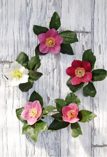 Lisann (cremeweiß), weiter im Uhrzeigersinn: Lenia, Leona, Liah, und Lulu. Aufnahme 4. Februar 2021