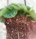 Die obere Substratschicht bei Cyclamen sollte eher trocken gehalten werden, umBotrytis vorzubeugen.