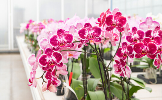  Der Erfolg von Phalaenopsis lsst sich durch die sehr lange Blhzeit erklren. 