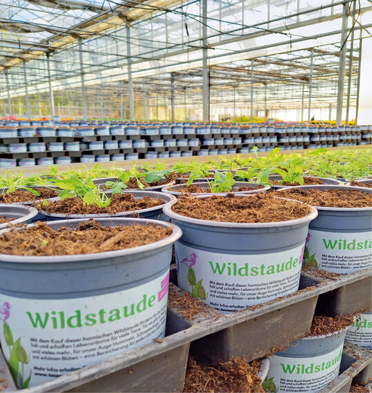  Die Umbach Bioland Grtnerei aus Heilbronn stellt gebietsheimische Bio-Wildstauden mit dem Bundesprogramm Tausende Grten tausende Arten" vor. 
