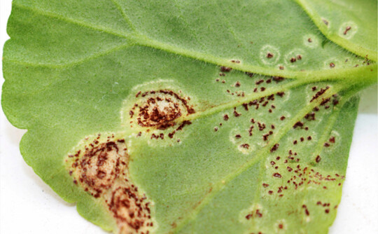 Pr�parate wie Score und Askon wirkten in Versuchen sehr gut gegen Pelargonienrost.