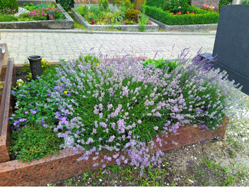 Der Lavendel auf diesem Grab bietet ber lange Zeit einer Vielzahl von Insekten Nahrung.