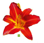 Eine alte Taglilienzüchtung aus dem Jahr 1955 ist Shining Plumage, die mit ihrem samtigen Rot Wärme ins Hochsommerbeet bringt und bis zu zwei Monate lang blüht.