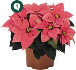 ‘Freya Pink’ (Dümmen)