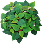 Nach zweiwöchiger Kurztagbehandlung beginnen sich die Hochblätter zu verfärben.