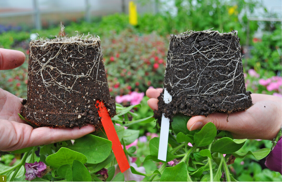 Mit der Torfminderungsstrategie und ihren Projekten in Wissenschaft und Praxis beginnt für den Gartenbau ein neues Zeitalter.