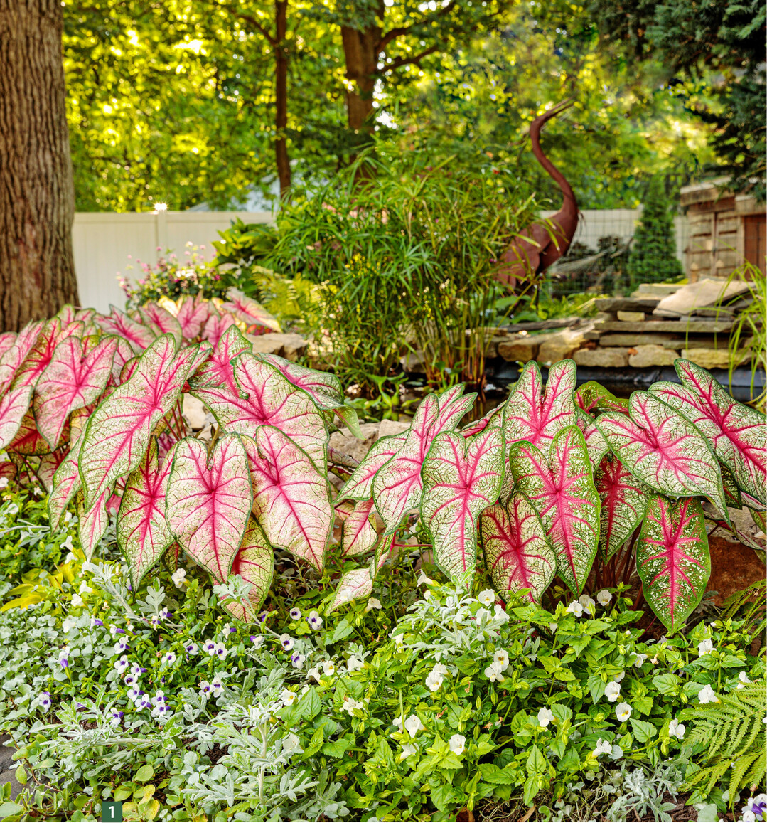 Caladium mit Begleitpflanzen in der Landschaftsgestaltung