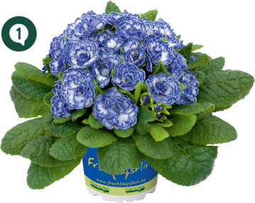 Primula ‘Belarina Blue Ripples’