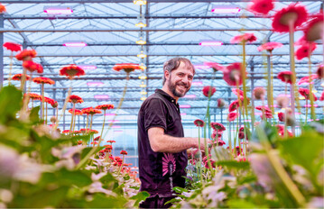 Florein Gerbera"s aus Naaldwijk in den Niederlanden hat das Lichtniveau in einem 1,1 ha groen Gewchshaus deutlich erhht, indem sie die Hlfte der HPS-Lampen durch Philips GreenPower toplighting force Module von Signify ersetzt hat.
