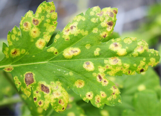 Rostpilze wie Weirost an Chrysanthemen (Puccinia horiana ) traten vergangene Saison verstrkt auf.