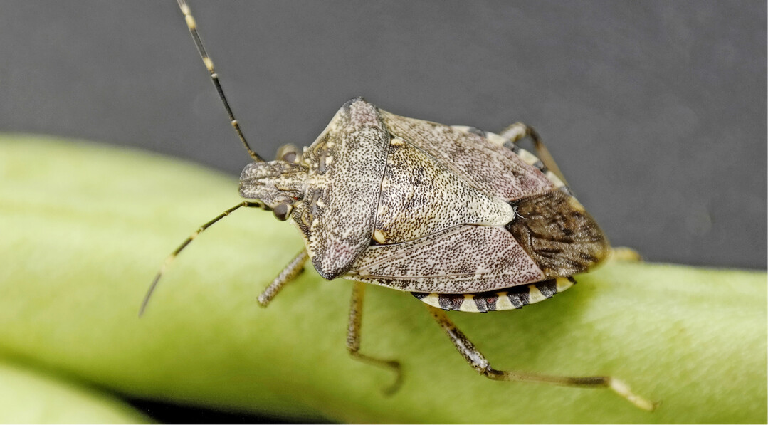 Die Marmorierte BaumwanzeHalyomorpha halys