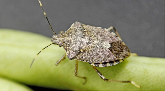 Die Marmorierte BaumwanzeHalyomorpha halys