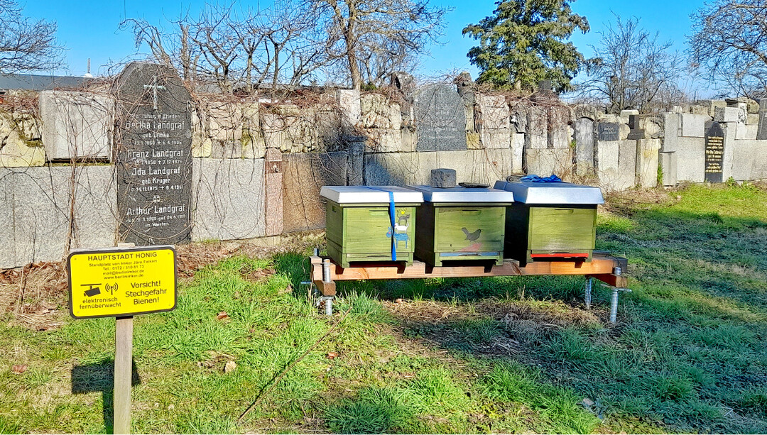 Die Trockenmauer aus alten Grabmalen und Sockelsteinen ist Biotop für Sonne und Trockenheit liebende Pflanzen und Tiere.