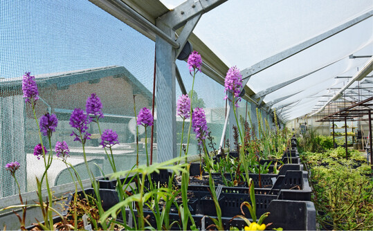 In den Gewchshusern der Grtnerei zieht Hrtl heimische Orchideen wie die Pyramiden-Hundswurz, aber auch verschiedene Hybriden heran.