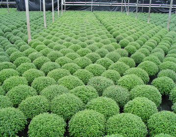 Die perfekte Multiflora-Chrysantheme wchst gleichmig und rund.