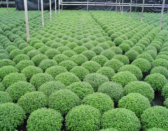 Die perfekte Multiflora-Chrysantheme wchst gleichmig und rund.