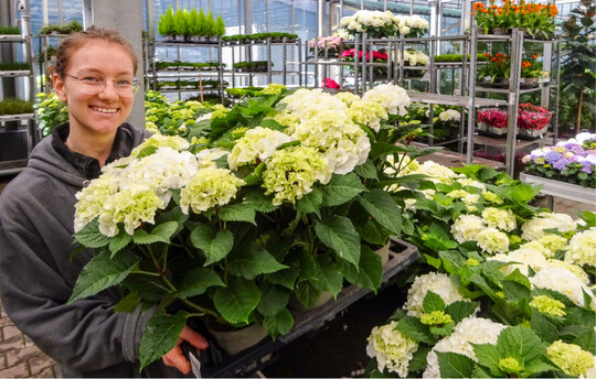 Der Topfblumenumsatz auf dem Blumengromarkt Ulm sei in der Summe gut gelaufen. BGM-Mitarbeiterin Sarah Laschewski prsentiert groartige Hortensien.