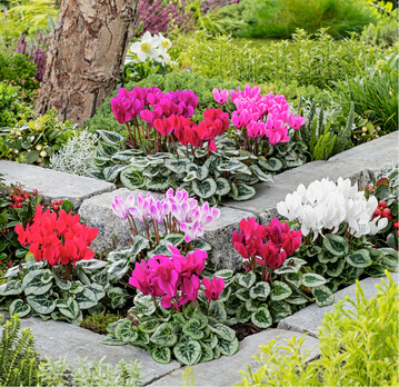 Bei Gartencyclamen sieht Syngenta ein schlafendes Verkaufspotenzial, im Bild Silverado Synchro Mix.