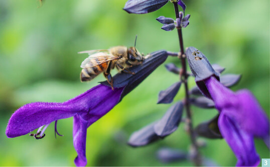 3. Salvia Rockin Deep Purple: Hummeln bohren Lcher, um an den Nektar zu gelangen.