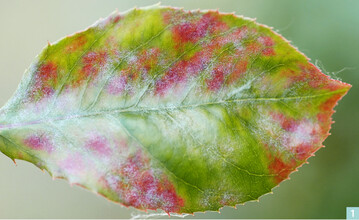 Echter Mehltau auf der Blattoberseite von Photinia