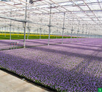 Große, einheitliche Bestände prägen das Bild in den Emsflower-Gewächshäusern, in denen riesige Mengen Beetpflanzen auf dem Boden kultiviert werden.