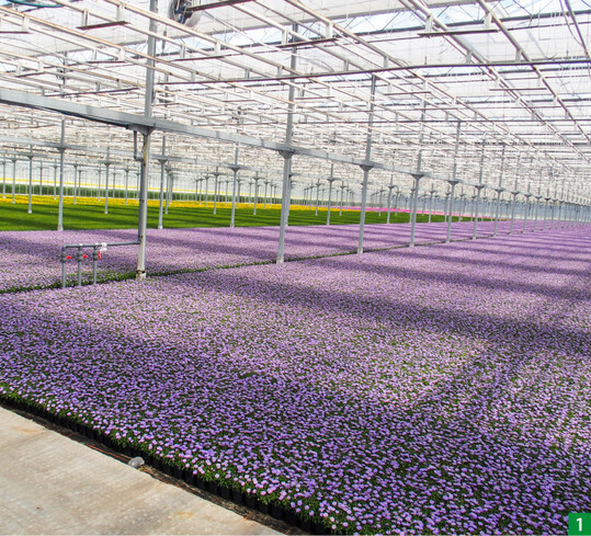 Groe, einheitliche Bestnde prgen das Bild in den Emsflower-Gewchshusern, in denen riesige Mengen Beetpflanzen auf dem Boden kultiviert werden.