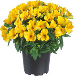 Von Kientzler kommt für 2023 die Garten-Inkailien-Serie Colorita". Die buschigen Alstromeria wachsen dicht verzweigt und sind für die Kultur in größeren Töpfen und Containern gezüchtet. Die Blüten sitzen dicht über dem Laub. Ab Herbst 2022 gibt es Jungpflanzen aus Gewebekulturvermehrung. Nach dem Einwurzeln können Colorita bei kühlen Temperaturen von 810 °C über den Winter kultiviert werden. Blühbeginn und Verkaufsreife erlangen die vorjährig getopften Garten-Inkalilien ab Anfang Mai. Sie sind dann dicht mit Knospen und Blüten besetzt. Sie werden gerne von Bienen und bestäubenden Insekten besucht. Colorita" sind überaus hitze- und trockenheitsverträglich und blühen über den Sommer zuverlässig nach.