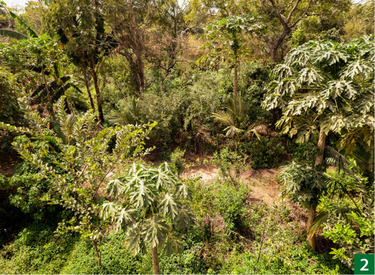2 Vielfalt auf mehreren Etagen, bereits nach zweieinhalb Jahren spriet es auf dem ehemals brandgerodeten Gelnde des Permafoodforest.