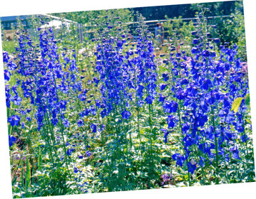 Delphinium Atlantis
