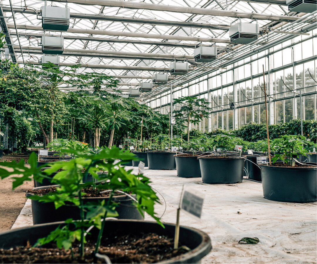 Innenansicht des Tropenhauses KLEIN EDEN"