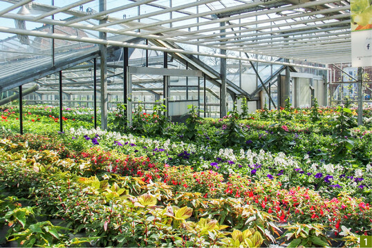 1 Im Hintergrund das „kleine" und „groe" Gewchshaus, bestckt mit Pelargonien und Gemsepflanzen.