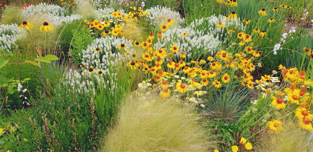 Die Mischung „Lemon & Sommerwind" verkrpert die naturalistisch-wiesenartige Gestaltungsidee, die ohne Pflanzplan auskommt.