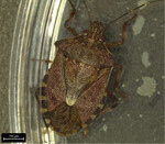 Marmorierte Baumwanze