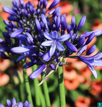 Agapanthus "Heidy‘(Pretty Heidy), eingereicht von Marco van Noort Breeding (Niederlande), Zchter: Jan Zwetsloot (Niederlande). Sehr blhfreudig, als groe Kbelpflanze ebenso geeignet wie fr den Schnitt.