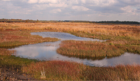 Ohne die Vernssung bislang landwirtschaftlich genutzter Moorflchen bleiben die Klimaschutzanstrengungen und der Ausstieg aus der Torfnutzung unglaubwrdig.