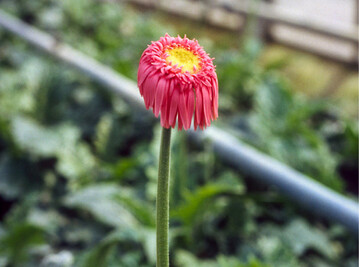 Gerbera-Blte in Hydrokultur mit pH-Anstieg auf 7, nur" latenter Cu-Mangel.Wie die erwhnten Levkojen sind die Pflanzen zunchst normal gewachsen. Bei Sonnenschein welken die Bltenbltter vllig. Das Ergebnis: Die Stiele sind nicht vasentauglich. Manahme: Erhhung des Ammoniumanteils in der Dngelsung zur Kompensation der gestiegenen biogenen Carbonathrte im lichtstarken Mai.