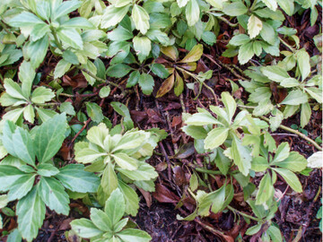 Schildluse an Pachysandra